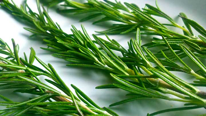 Rosmary and treatment of dementia