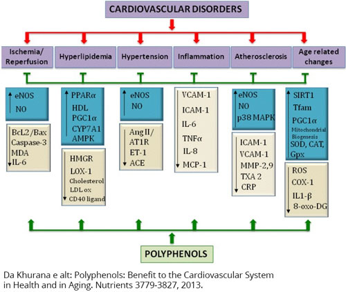 Principali bersagli molecolari utilizzati dai polifenoli nella protezione cardiovascolare.