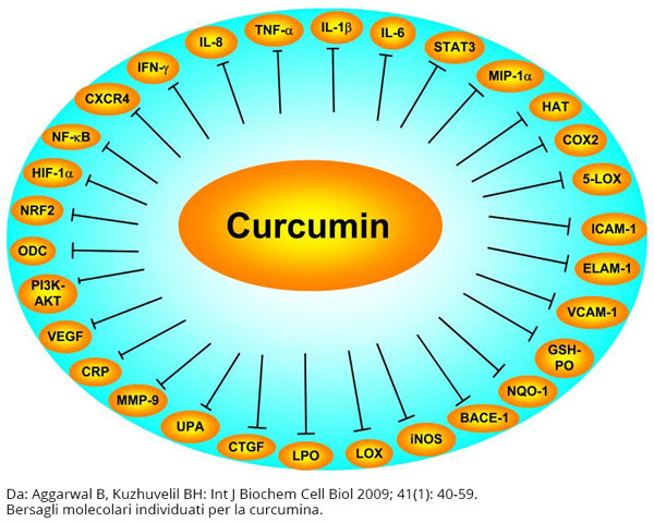 Bersagli molecolari della Curcuma