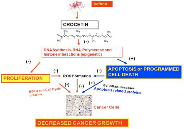 Crocetina: possibile meccanismo d'azione chemiopreventivo sul cancro.