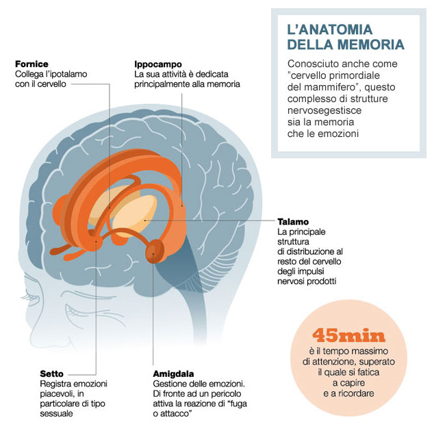 Strutture anatomiche cerebrali deputate al funzionamento della memoria e delle emozioni.