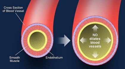 Nitric Oxide