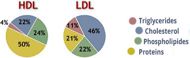 Differences between hdl and ldl