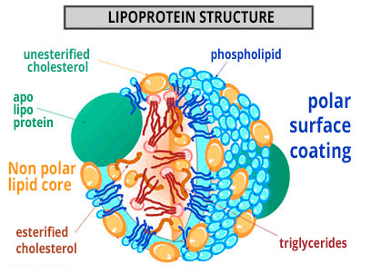 Lipoprotein structure