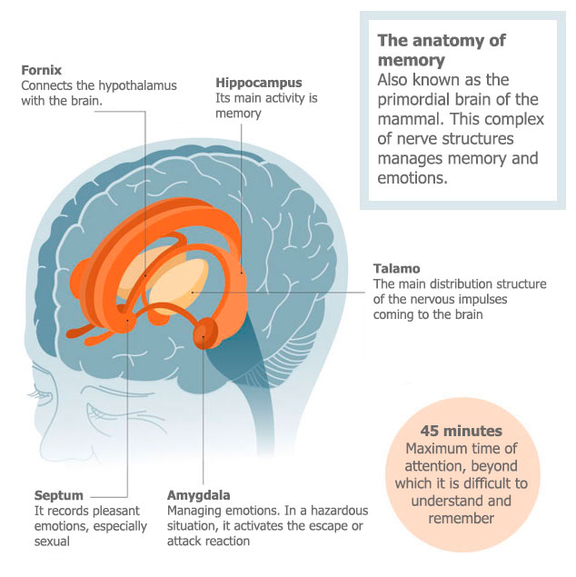 Brain anatomy structures that function in memory and Of emotions.