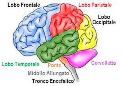 Aree cerebrali