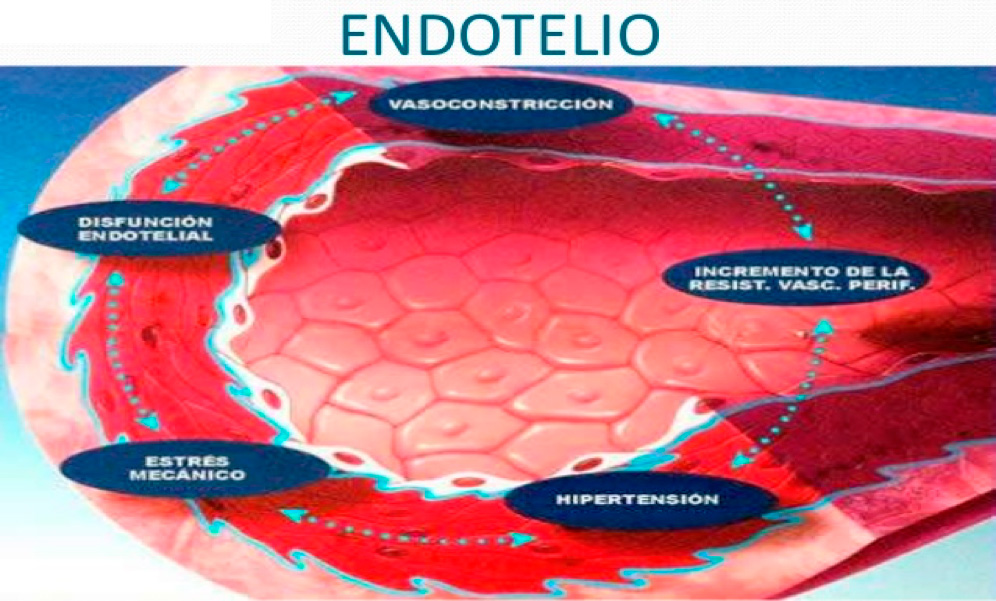 Endotelio